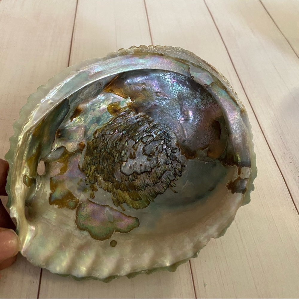 Vintage Abalone Sea Shell - Picture 5 of 9